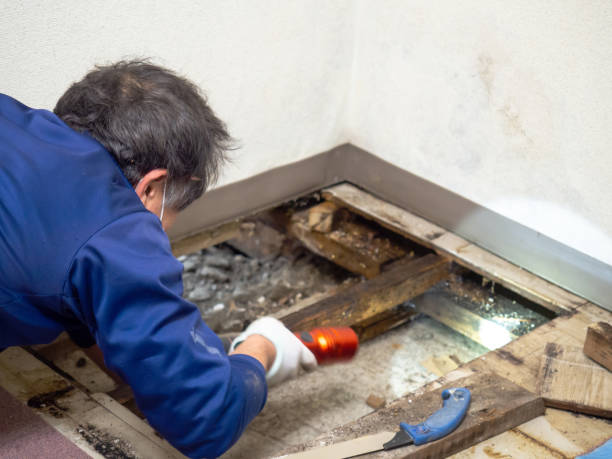 Trusted Leupp, AZ Mold Removal Experts