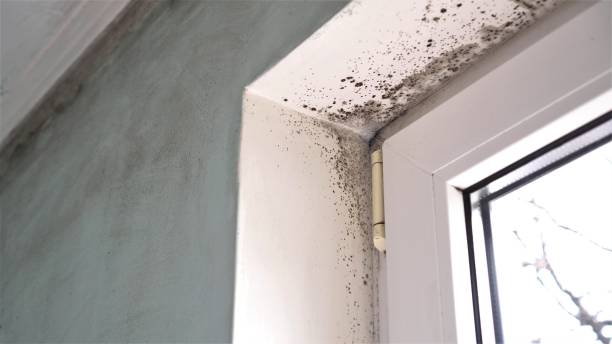 Best Office Mold Removal Services  in Leupp, AZ