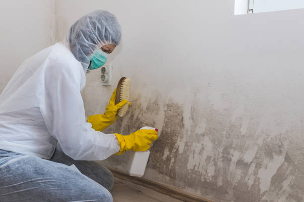 Best Toxic Mold Removal  in Leupp, AZ