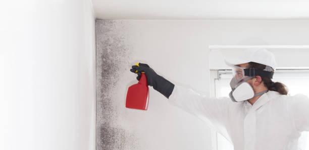Best Fast Mold Removal  in Leupp, AZ