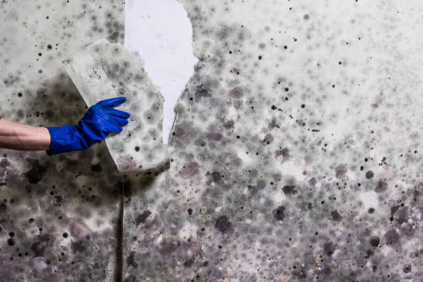 Best Mold Cleaning Services  in Leupp, AZ