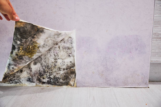 Mold Testing and Removal in Leupp, AZ